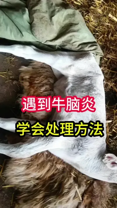 ţ�������׵Ĵ��óͷ�Ҫ��#��ţ #��ţ�� #��ţ���� #��ũ