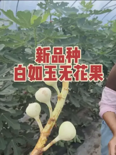 ��˾���ĺ����ӿ쵽ͷ����һ���Ժ���������ժ�޻���?#�����޻���ݪֲרҵ������ #�޻�������