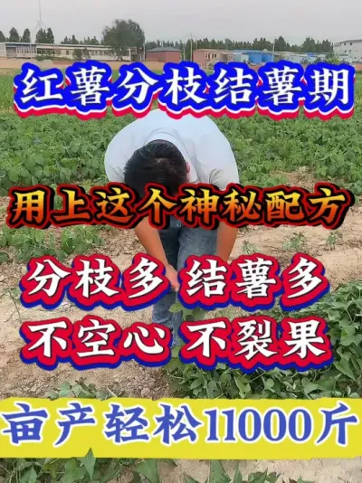 ������֦����������������������֦�������Ķ�������#����ݪֲ  #�����߲�ݪֲ  #�����߲�  #����ݪֲ֪ʶ