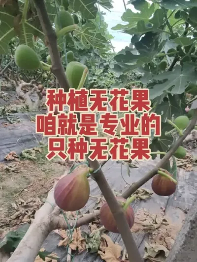 �ۼҾ���רҵֻ���޻�������ҵ��ר���������о������һ�����ϲŻ����� #�����޻���ݪֲרҵ������ #�޻�������