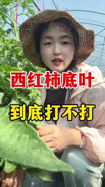 西红柿底叶要不要打？怎么打#西红柿种植技术 #番茄种植技术