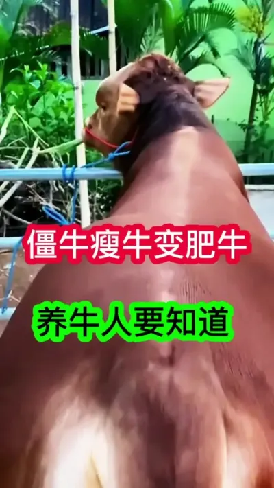 ����ţ����Ǽ����߷ʿ�����������������ţ��֪����ô��#����ţ #��������С��ţ #��ũ��ֳ