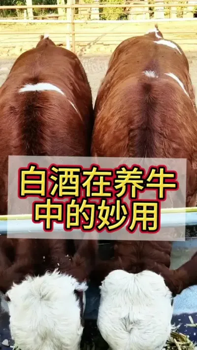 �׾�����ţ�е�����#��ţ #��ţ�� #��ţ����