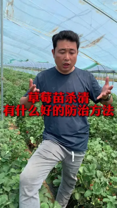 草莓苗杀清这两种方法可以根据实际情况决定#草莓种植管理技术和方法 #分享农业知识帮农民增产增收 #草莓种植 #草莓种植技术 #新农人计划