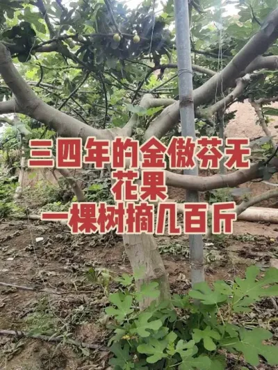 �����վ�����Ҳ�ǲ�̫��������ý���ҽ���ժ���ٽ��#�����޻���ݪֲרҵ������ #�޻�������