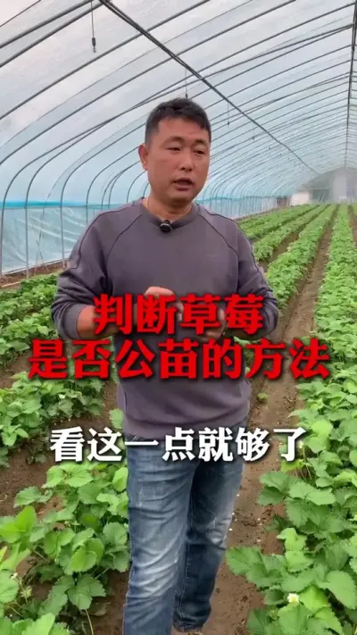 ����һ��͹���#��ݮݪֲ #��ݮ���� #��ݮݪֲ���� #����ũҵ֪ʶ��ũ���������� #��ũ������