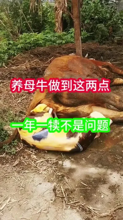 ��ĸţ������Щ��һ��һ������������ #ĸţ #����ĸţ #������������ĸţ #��ũ��ֳ