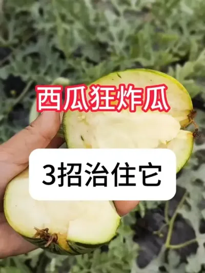 ����ը��Ե��ԭ�ɼ����ⲽ�� #ũҵݪֲ #���� #ũ���ƹ� #��ũ������ #������ũ