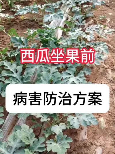 ��������ǰ�������β����� ��������ǰ���������ƻ�#��ũ #���� #���溦���� #ũҵ #�溦����