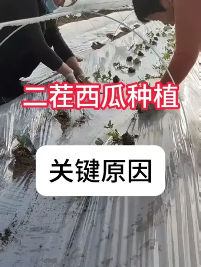 ôֺöݪֲҪ #ݪֲ #ũ # #ũƹ #ũҵݪֲ