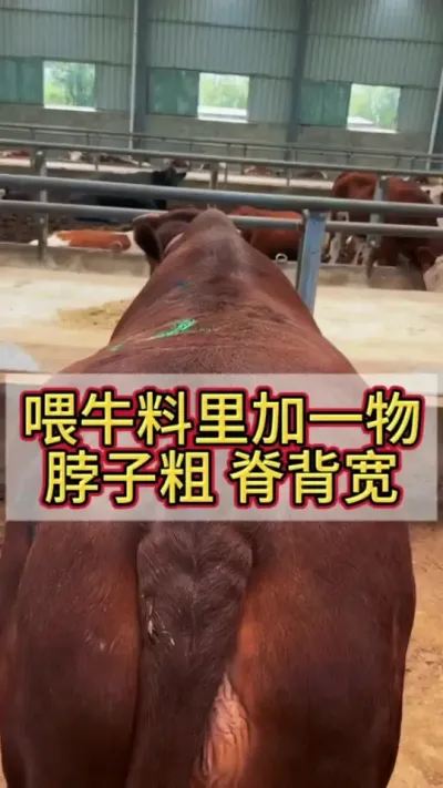 ιţ�����һ����һ����ι����ƨ��#����ţ #��ţ #��ţ�� #��������С��ţ