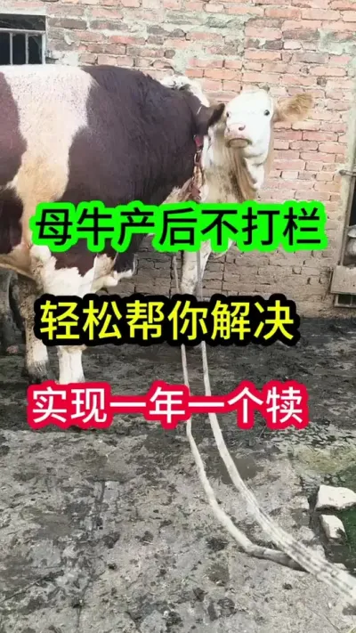 ĸţ���󲻴����������ţ����һ��Ҫ������ʵ��һ��һ����#������������ĸţ #����ĸţ #��ţ�� #��ţ