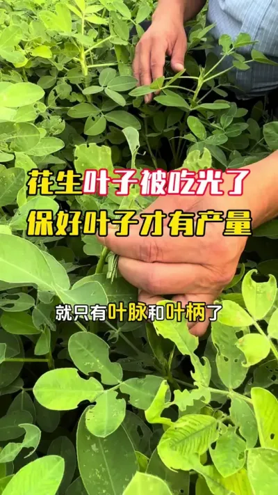 ����ҶƬ�����ӳԹ���������Ӱ�컨������#����ݪֲ #����ݪֲ�������� #�����߲� #��������#ë��������߲�����