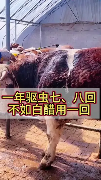 一年驱虫七、八回，不如白醋用一回#养牛 #养牛技术 #养牛人 #农村养牛 #三农