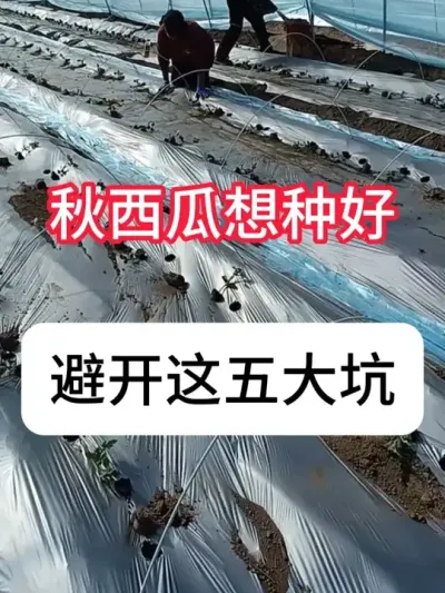 ��������ôݪֲ��������5������ #����ݪֲ #ũ���ƹ� #��ũ #������ũ