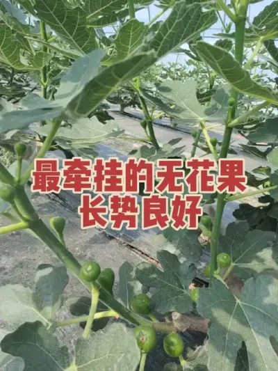 冷棚无花果目前长势相当好，这可是7月份以后的银行啊，刚好衔接暖棚 #耿记无花果种植专业合作社 #无花果树苗 #波姬红无花果