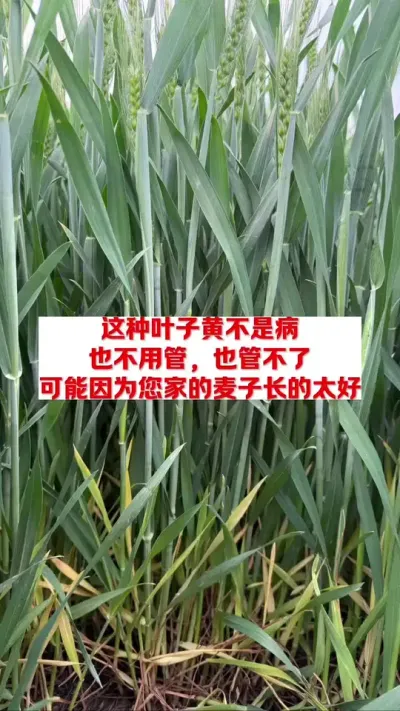 这种小麦叶片发黄可不是病！不用管！ #高产小麦管理技术 #每天分享农业知识帮农民增产增收 #关注我每天分享农业植保知识