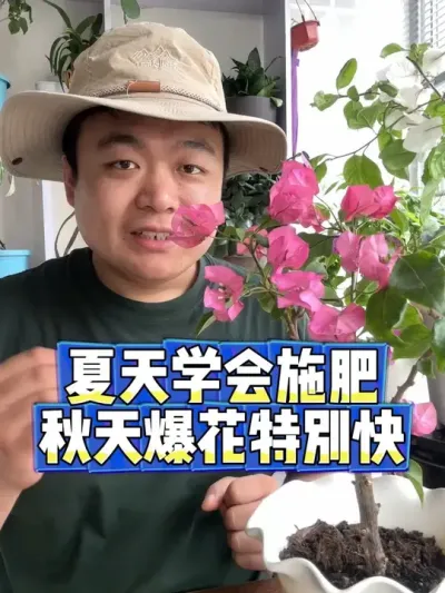 夏天只要学会施肥，秋天爆花会特别快。 #养花 #养花小知识 #花卉 #花卉绿植 #盆栽