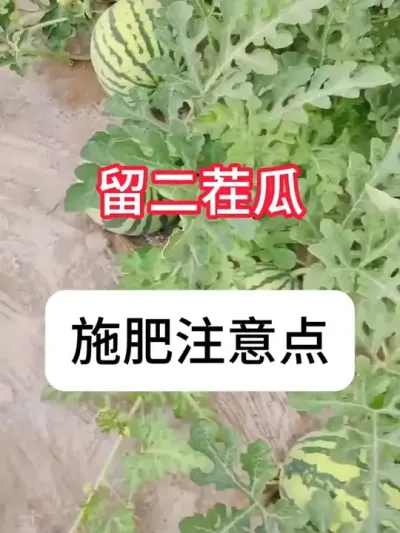 ��������������ʩˮ����������������� #���� #ũҵݪֲ #��ũ#ũ���ƹ� #������ũ