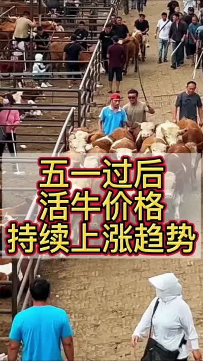 五一过后，活牛价格持续上涨#养牛 #养牛人 #养牛技术 #农村养牛 #科学养牛