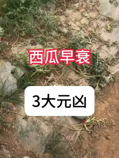 ������˥��ʲôԵ��ԭ����������˥���Ҫ�� #���� #ũҵݪֲ #ũ���ƹ� #���溦���� #������ũ