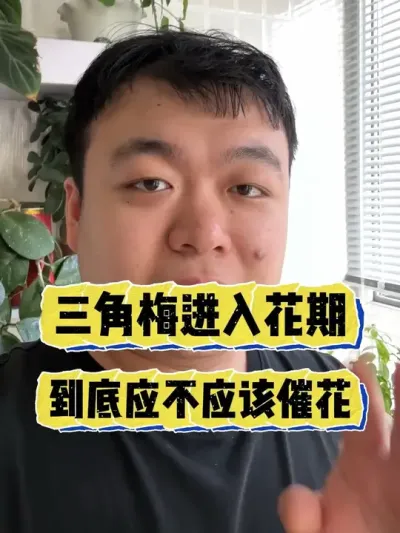 ����÷���Ͻ��뻨��������Ӧ��Ӧ�ô߻��� #���� #����С֪ʶ #���� #������ֲ #����