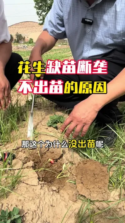 花生缺苗断垄出苗不齐，不出苗是什么问题#花生种植#花生管理技术 #花生高产 #花生高产全程模式化管理 #毛国富大田高产管理