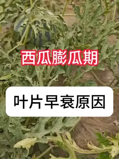 ҶƬΪ˥ ˥Եԭ#ũ #ũ # #ݪֲ #˥