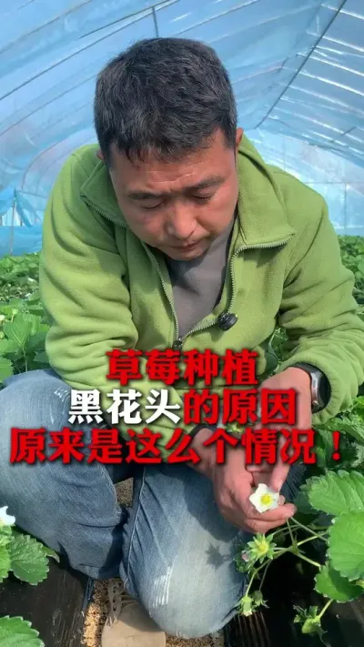 ݮڻͷԵԭ#ݮݪֲ #ݮ #ݮݪֲ #ũҵ֪ʶũ #ũ