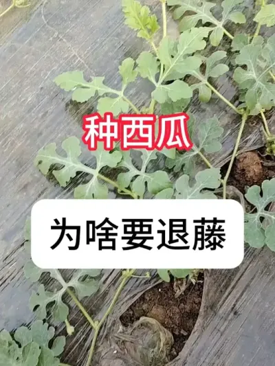 ������ô��������������Ҫ�� #����ݪֲ #ݪֲС���� #�������� #��ũ #������ũ