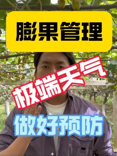 猕猴桃膨果期如何增强树体抗性‼️ 猕猴桃膨果期要做到综合管理，特别是应对极端气候的管理，是今年的重中之重！另外重视叶面喷施，提升叶片光合作用能力～#2025新农人计划 #猕猴桃种植 #猕猴桃