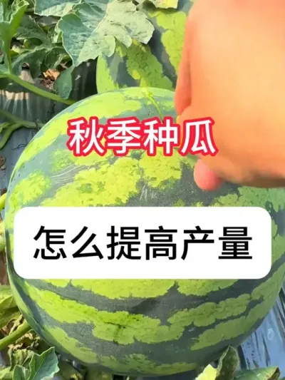 �＾�ֹ���ô��߲����������������Ҫ�� #����ݪֲ #�������� #ũ��֪ʶ���� #��ũ #������ũ