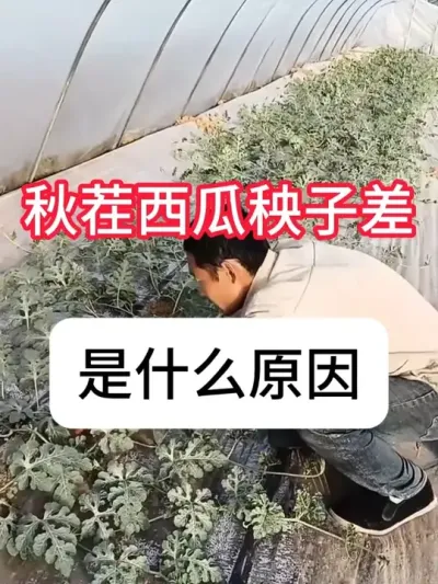 �������������Ҫ�������Ϲ��� #���� #���溦���� #��ũ #ũҵݪֲ #������ũ