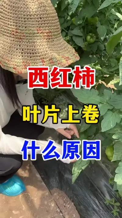 ������ҶƬ�Ͼ�ʲôԵ��ԭ���� #������ݪֲ#������ݪֲ����