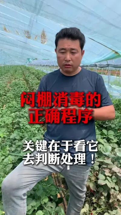 闷棚消毒要看地里死苗多不多，根据地里情况选择合适的处理方法#草莓种植管理技术和方法 #种植小技巧 #分享农业知识帮农民增产增收 #草莓闷棚 #新农人计划