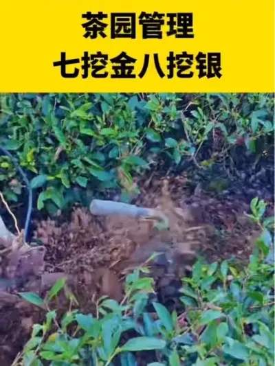 ��԰�������ڽ������������������#����