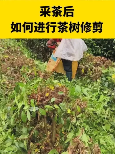 采茶后如何进行茶树修剪#茶树 #茶树种植 #茶树管理技术与指导
