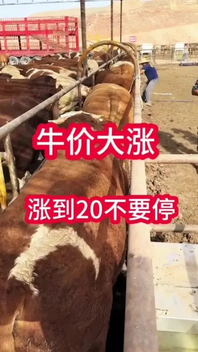 ţ�۴������ǵ�20��Ҫͣ#ţ������ #ţ������ #ţ�� #ţ������