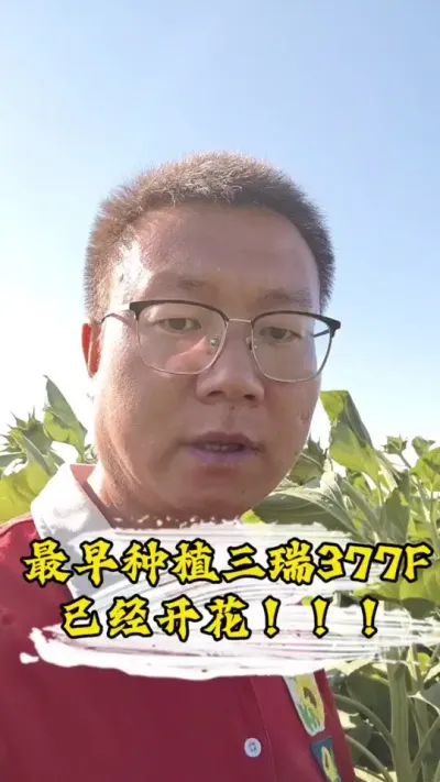 ����ݪֲ����377F�Ѿ��Ż�#�����