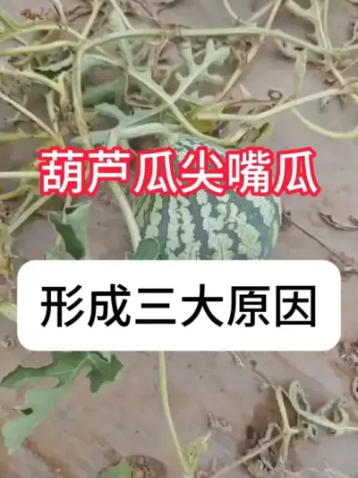 ���ϼ��������«����ʲôԵ��ԭ�������ϻ��ε�Ե��ԭ�� #ũҵݪֲ #���� #ũ���ƹ� #��ũ #������ũ