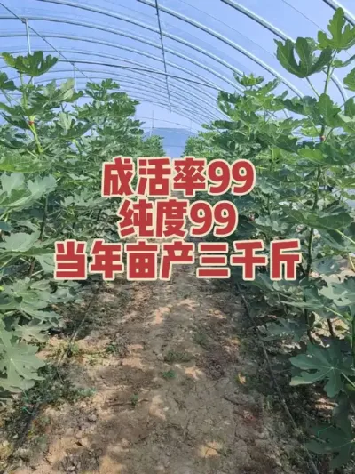 ��ʱݪֲ��ʱ����Ĺ���Ҳ���޻����˰�����Ǯ��ô�û���ʡ��?#�����޻���ݪֲרҵ������ #�������﹢�и��óԵ��޻�����ժ԰