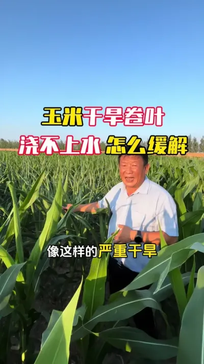 ���׸ɺ���Ҷ�ֽ�����ˮ����ô����#���׸߲�ݪֲ���� #���׸߲� #����ݪֲ #����ݪֲ���� #ë��������߲�����