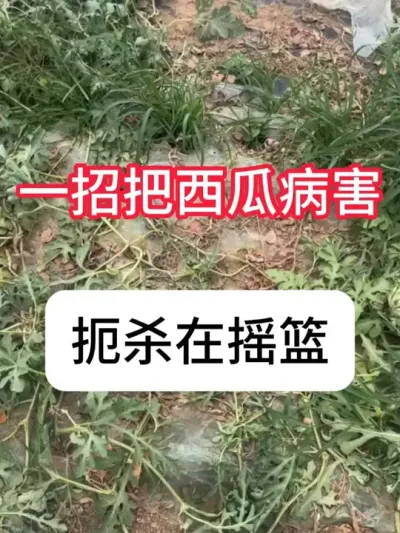 ���Ϸ�����ʲôҩ�����ϲ�����ҩ�䷽ #���� #ũҵݪֲ #���溦���� #��ũ������ #������ũ