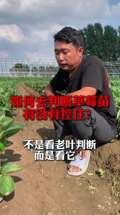 �����жϲ�ݮ����û�п�����#��ݮݪֲ #��ݮ���� #��ݮݪֲ���� #��ũ������ #����ũҵ֪ʶ��ũ����������