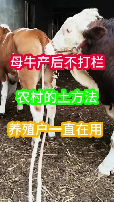 ĸţ���󲻴�����ũ���õ���Ҫ����֪������#ĸţ #����ĸţ #������������ĸţ