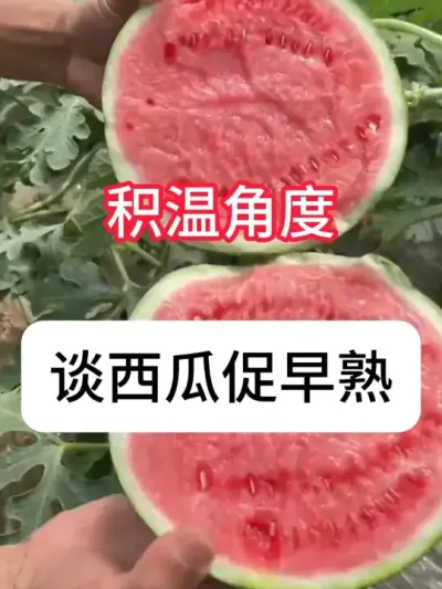 ��ô���������������� #����ݪֲ #�������� #ũ���ƹ� #ũҵݪֲ