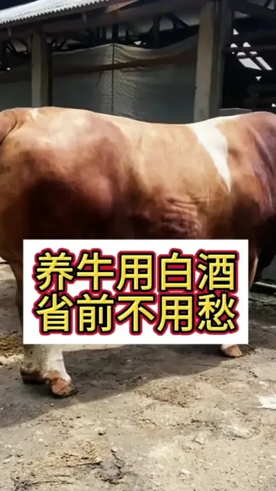 ��ţ�ð׾Ƶ�����#��ţ�� #��ţ���� #��ţ #����ţ