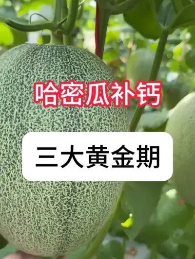 ܹϲƺʱ ܹϲƽ#ܹݪֲ #Ʒ #ʩ #ݪֲ #ũ֧ũ