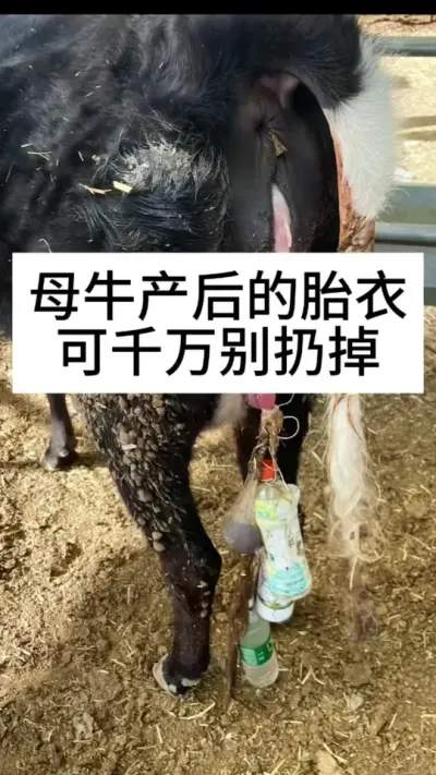 ĸţ����̥��������ӵ�#����ĸţ #ĸţ #ũ����ţ #ţ����ֳ