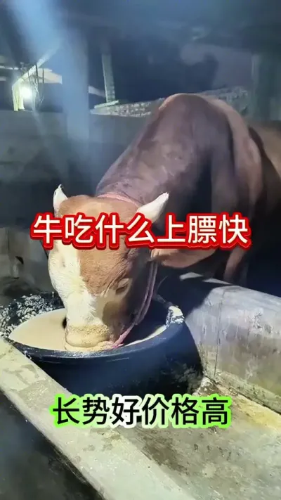 牛吃什么上膘快#养牛 #养牛人 #农村养牛 #三农 #牛羊养殖